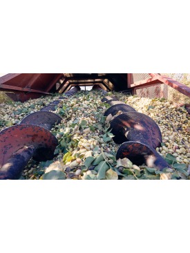 مشروع معمل تقشير وتوضيب الفستق الحلبي 